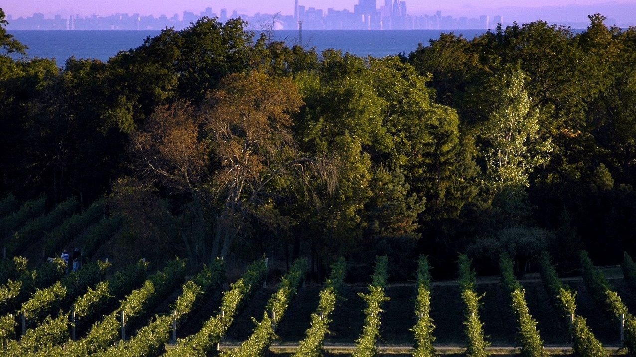 Golden-hour view across Niagara Benchlands vineyards toward Lake Ontario